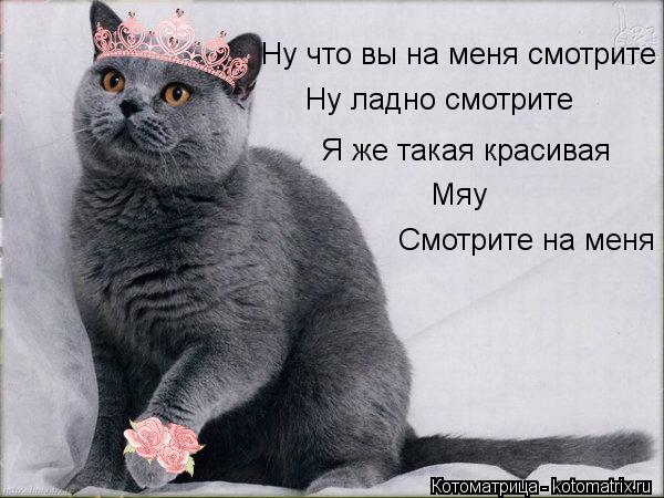 Котоматрица: Ну что вы на меня смотрите Ну ладно смотрите Я же такая красивая Мяу Смотрите на меня