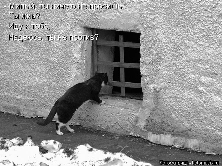 - Милый, ты ничего не просишь... Ты жив? Иду к тебе, Надеюсь, ты не против?... Котоматрица: - Милый, ты ничего не просишь... Ты жив? Иду к тебе, Надеюсь, ты не против?