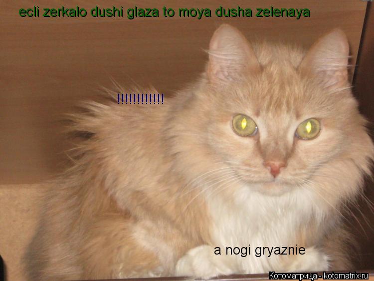 Котоматрица: ecli zerkalo dushi glaza to moya dusha zelenaya a nogi gryaznie !!!!!!!!!!!!