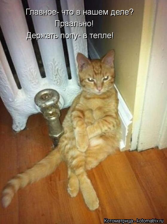 Главное- что в нашем деле? Праально! Держать попу- в тепле!... Котоматрица: Главное- что в нашем деле? Праально! Держать попу- в тепле!