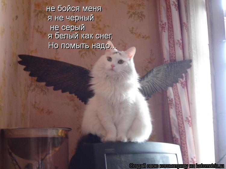 Котоматрица: не бойся меня я не черный  не серый я белый как снег, Но помыть надо...