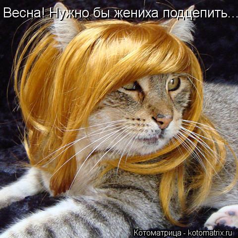 Весна! Нужно бы жениха подцепить...... Котоматрица: Весна! Нужно бы жениха подцепить...