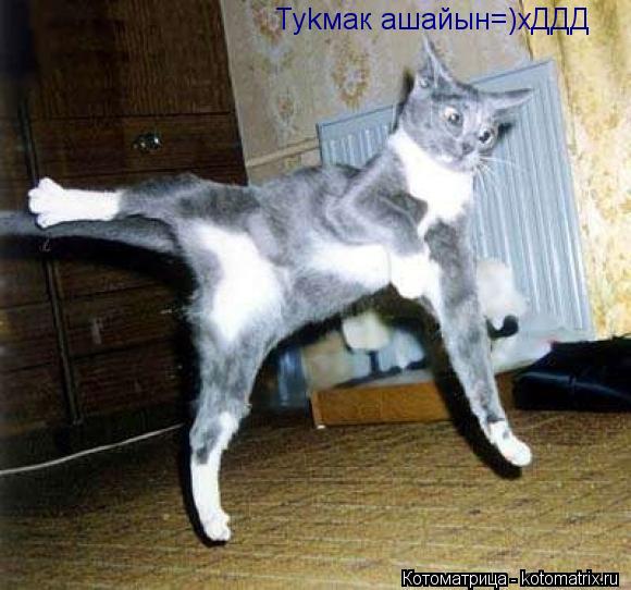 Котоматрица: Туkмак ашайын=)хДДД