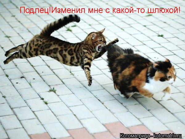 Подлец!Изменил мне с какой-то шлюхой!... Котоматрица: Подлец!Изменил мне с какой-то шлюхой!