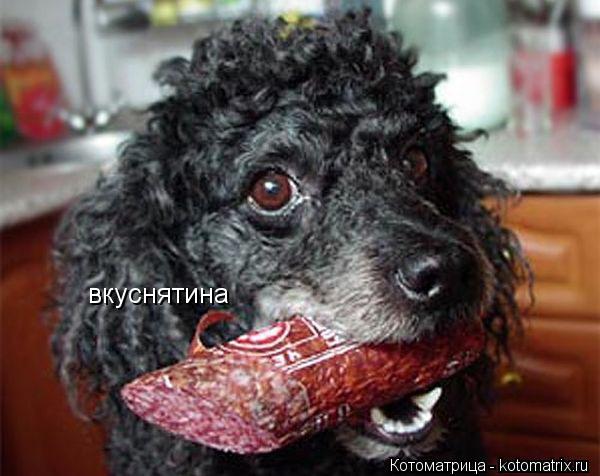 Котоматрица: вкуснятина