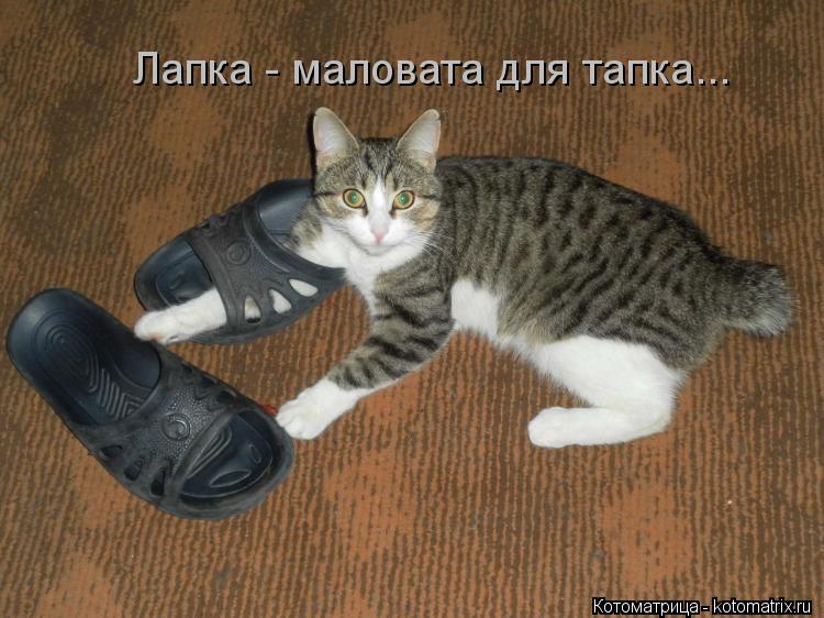 Котоматрица: Лапка - маловата для тапка...