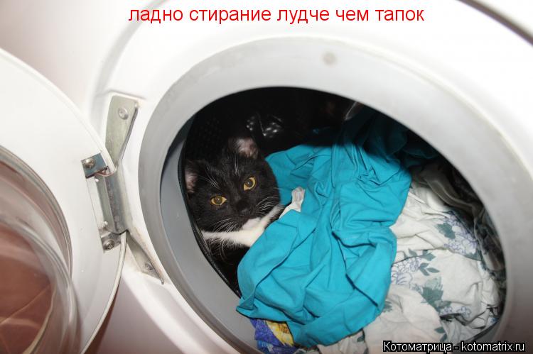 Котоматрица: ладно стирание лудче чем тапок