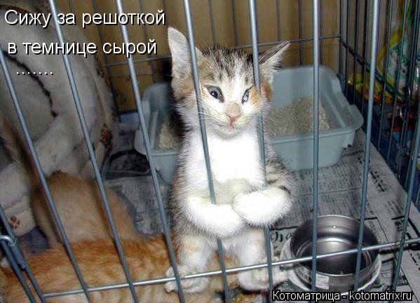 Котоматрица: Сижу за решоткой  в темнице сырой .......