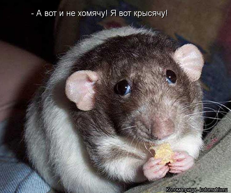 Котоматрица: - А вот и не хомячу! Я вот крысячу!