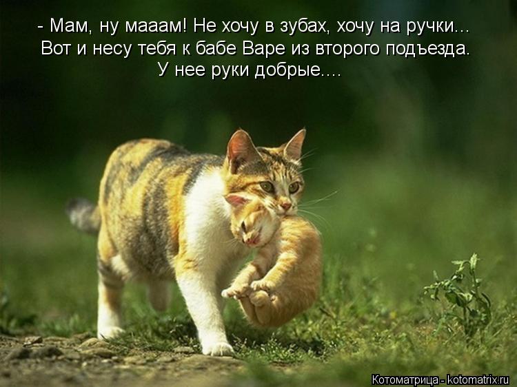 Котоматрица: - Мам, ну мааам! Не хочу в зубах, хочу на ручки...  Вот и несу тебя к бабе Варе из второго подъезда.   У нее руки добрые....