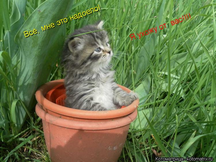 Котоматрица: Всё, мне это надоело! Я ухожу от  вас!!!!