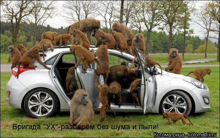 Котоматрица: Бригада "УХ"-разберём без шума и пыли!