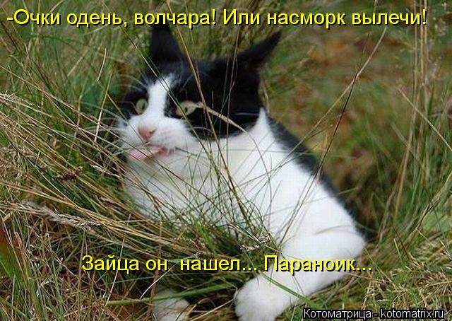 Котоматрица: -Очки одень, волчара! Или насморк вылечи! Зайца он  нашел... Параноик...