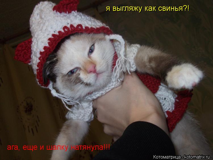 я выгляжу как свинья?! ага, еще и шапку натянула!!!... Котоматрица: я выгляжу как свинья?! ага, еще и шапку натянула!!!