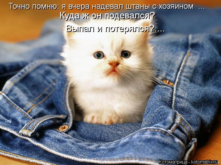 Котоматрица: Точно помню: я вчера надевал штаны с хозяином  ...  Куда ж он подевался?  Выпал и потерялся?....