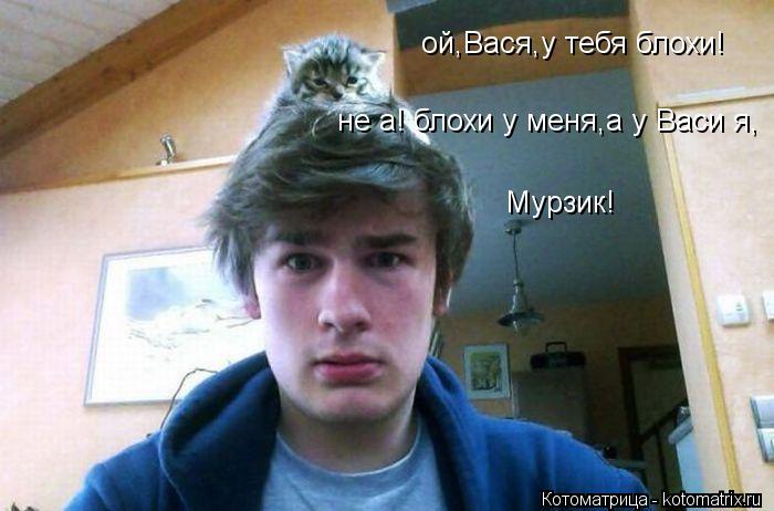 Котоматрица: ой,Вася,у тебя блохи! не а! блохи у меня,а у Васи я, Мурзик!