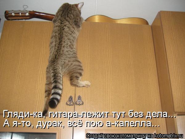Котоматрица: А я-то, дурак, всё пою а-капелла...  Гляди-ка, гитара лежит тут без дела...