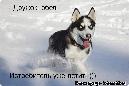 Котоматрица: - Дружок, обед!! - Истребитель уже летит!!)))