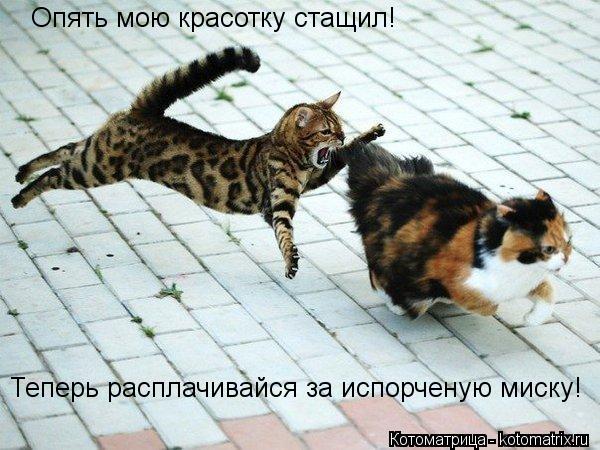 Опять мою красотку стащил! Теперь расплачивайся за испорченую миску!... Котоматрица: Опять мою красотку стащил! Теперь расплачивайся за испорченую миску!