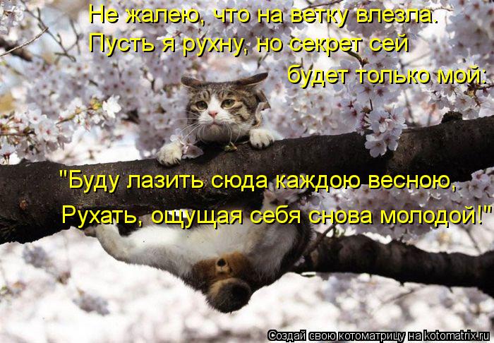 Котоматрица: Не жалею, что на ветку влезла. Пусть я рухну, но секрет сей будет только мой: "Буду лазить сюда каждою весною, Рухать, ощущая себя снова молодо