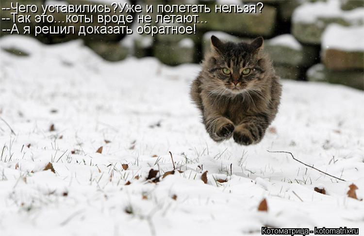 --Чего уставились?Уже и полетать нельзя? --Так это...коты вроде не летают... --А я решил доказать обр... Котоматрица: --Чего уставились?Уже и полетать нельзя? --Так это...коты вроде не летают... --А я решил доказать обратное!