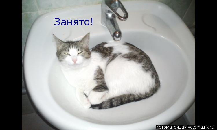 Котоматрица: Занято!