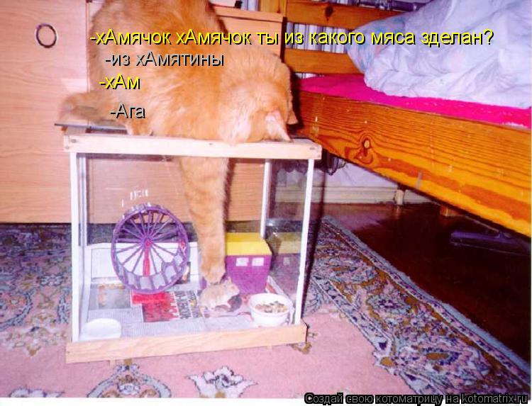 Котоматрица: -хАмячок хАмячок ты из какого мяса зделан? -из хАмятины -хАм -Ага