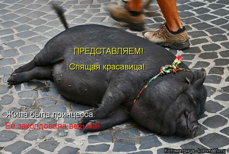 Котоматрица: Жила была принцесса. Её заколдовала ведьма! ПРЕДСТАВЛЯЕМ! Спящая красавица!