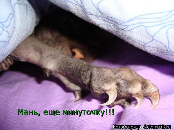 Мань, еще минуточку!!!... Котоматрица: Мань, еще минуточку!!!