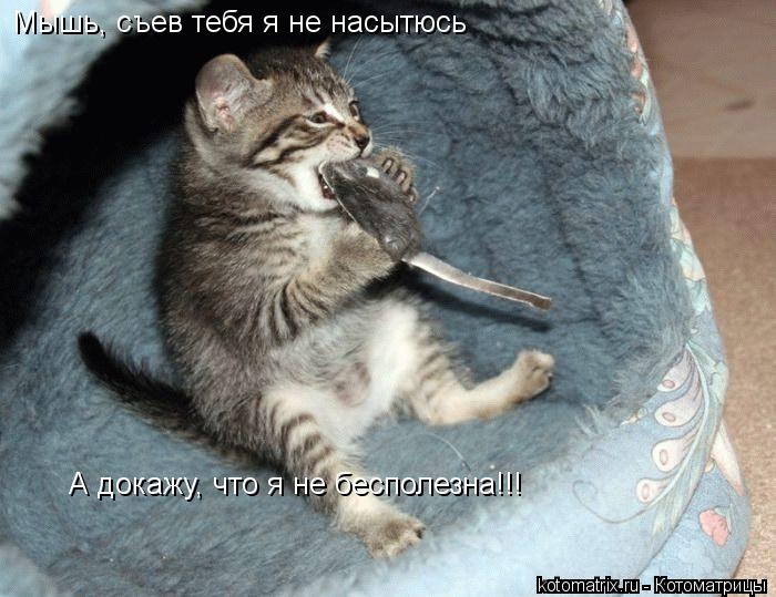Котоматрица: Мышь, съев тебя я не насытюсь А докажу, что я не бесполезна!!!