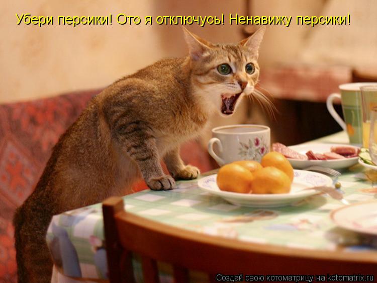 Убери персики! Ото я отключусь! Ненавижу персики!... Котоматрица: Убери персики! Ото я отключусь! Ненавижу персики!