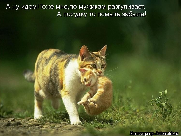 А ну идем!Тоже мне,по мужикам разгуливает. А ну идем!Тоже мне,по мужикам разгуливает. А посудку то по... Котоматрица: А ну идем!Тоже мне,по мужикам разгуливает. А ну идем!Тоже мне,по мужикам разгуливает. А посудку то помыть,забыла!