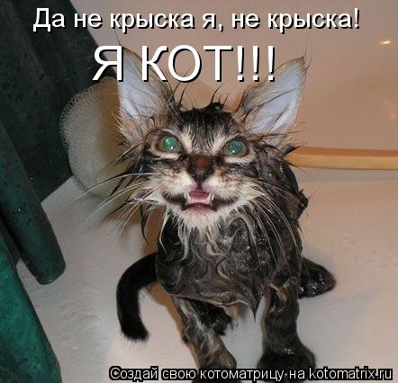 Котоматрица: Да не крыска я, не крыска! Я КОТ!!!