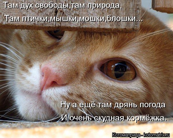 Там дух свободы,там природа, Там птички,мышки,мошки,блошки... Ну а ещё там дрянь погода И очень скудн... Котоматрица: Там дух свободы,там природа, Там птички,мышки,мошки,блошки... Ну а ещё там дрянь погода И очень скудная кормёжка.