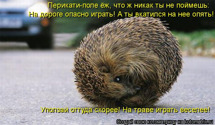 Котоматрица: Перикати-поле ёж, что ж никак ты не поймешь: На дороге опасно играть! А ты вкатился на нее опять! Уползай оттуда скорее! На траве играть весел