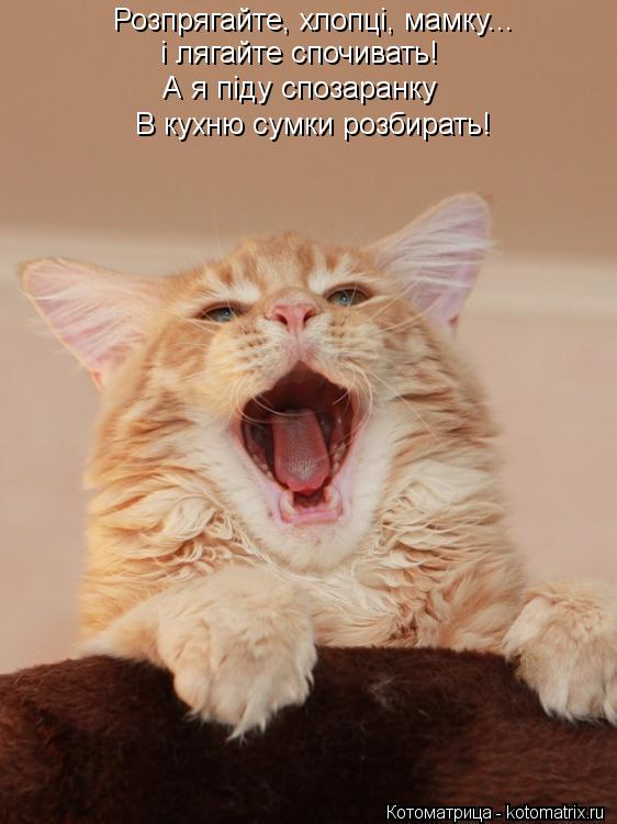 i лягайте спочивать! Розпрягайте, хлопцi, мамку... А я пiду спозаранку В кухню сумки розбирать!... Котоматрица: i лягайте спочивать! Розпрягайте, хлопцi, мамку... А я пiду спозаранку В кухню сумки розбирать!