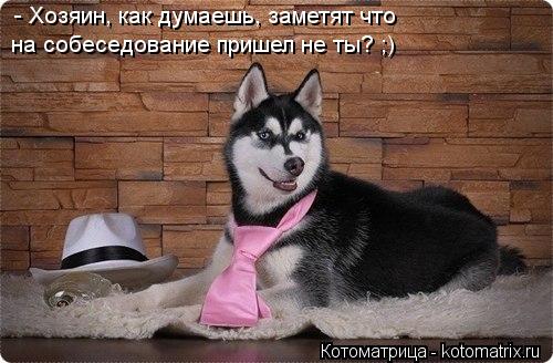 Котоматрица: - Хозяин, как думаешь, заметят что на собеседование пришел не ты? ;)