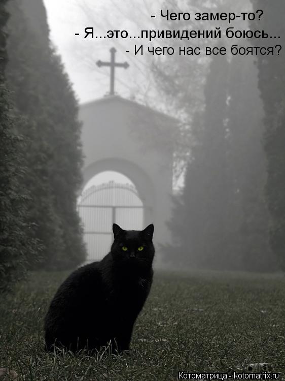 Котоматрица: - Чего замер-то? - Я...это...привидений боюсь... - Я...это...привидений боюсь... - И чего нас все боятся? - И чего нас все боятся?