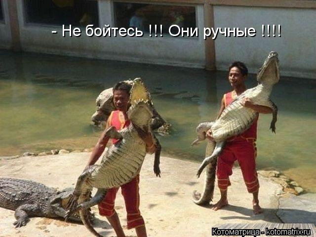 Котоматрица: - Не бойтесь !!! Они ручные !!!!