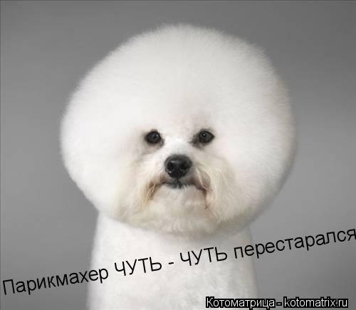 Котоматрица: Парикмахер ЧУТЬ - ЧУТЬ перестарался