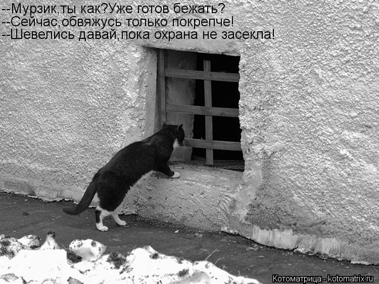 --Мурзик,ты как?Уже готов бежать? --Сейчас,обвяжусь только покрепче! --Шевелись давай,пока охрана не ... Котоматрица: --Мурзик,ты как?Уже готов бежать? --Сейчас,обвяжусь только покрепче! --Шевелись давай,пока охрана не засекла!