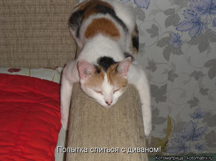 Котоматрица: Попытка слиться с диваном!