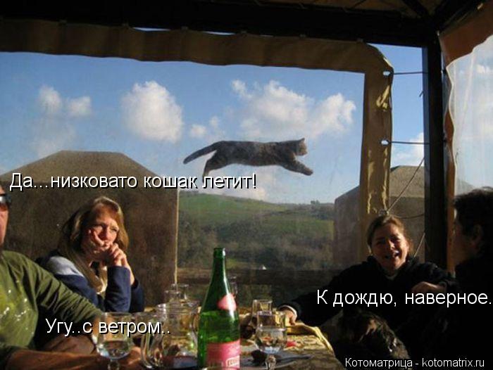 Да...низковато кошак летит! К дождю, наверное.. Угу..с ветром..... Котоматрица: Да...низковато кошак летит! К дождю, наверное.. Угу..с ветром..