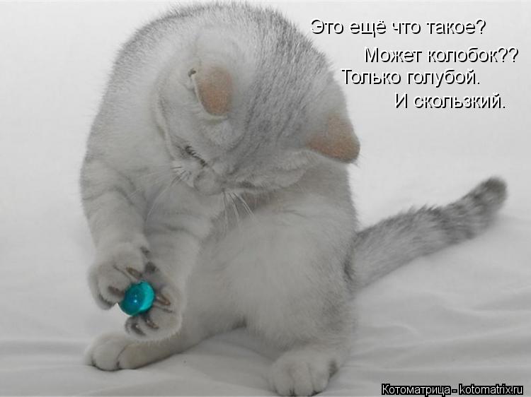 Котоматрица: Это ещё что такое?  Может колобок?? Только голубой. И скользкий.