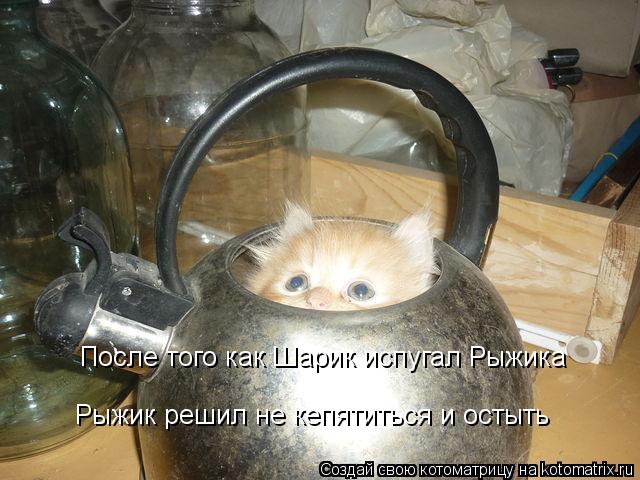 Котоматрица: После того как Шарик испугал Рыжика Рыжик решил не кепятиться и остыть