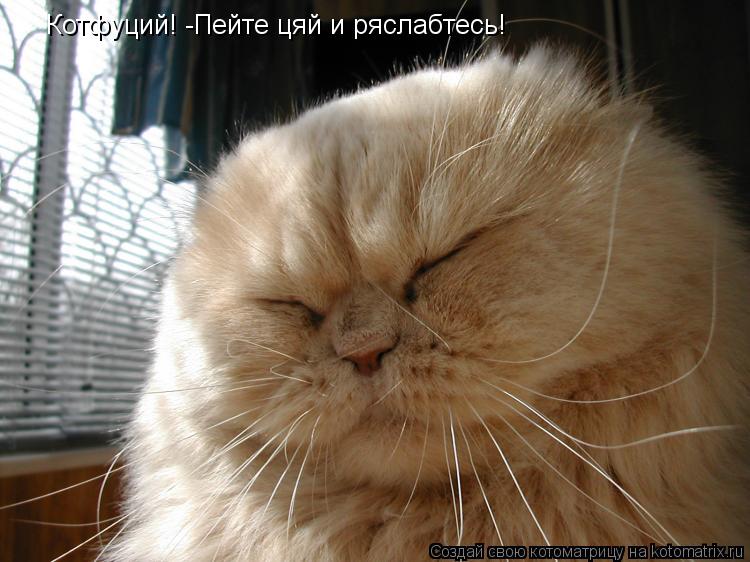 Котоматрица: Котфуций! -Пейте цяй и ряслабтесь!