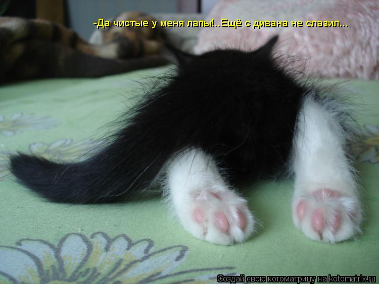 Котоматрица: -Да чистые у меня лапы!..Ещё с дивана не слазил...