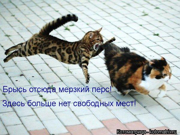 Брысь отсюда мерзкий перс! Здесь больше нет свободных мест!... Котоматрица: Брысь отсюда мерзкий перс! Здесь больше нет свободных мест!
