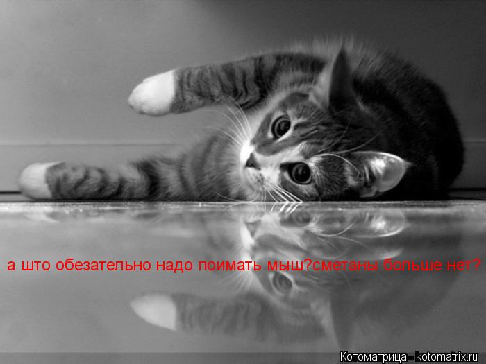 а што обезательно надо поимать мыш?сметаны больше нет?... Котоматрица: а што обезательно надо поимать мыш?сметаны больше нет?