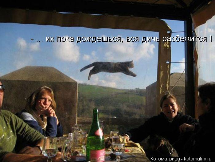 Котоматрица: - ... их пока дождешься, вся дичь разбежится !